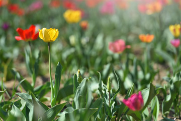 Yellow tulip grows on a sunny day. Text space and tulip in the garden