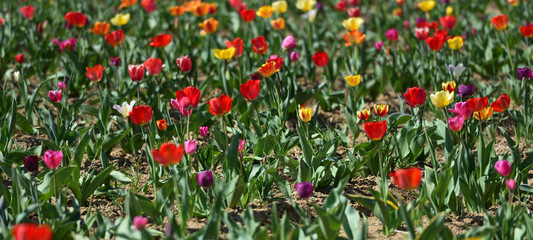 Field in Germany with multicolor tulips on a sunny April day