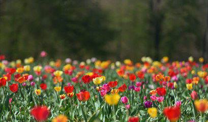 Field in Germany with multicolor tulips on a sunny April day, with text space
