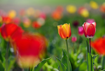 Obraz premium Two tulips growing out of the ground on a sunny day. Red and Yellow tulips grows in the ground in spring