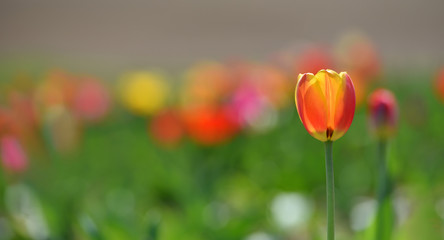 Yellow tulip grows on a sunny day. Text space and tulip in the garden