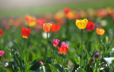 Yellow tulip grows on a sunny day. Text space and tulip in the garden