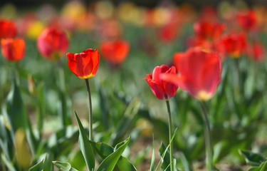 Beautiful red tulips in the home garden on a sunny day with text space