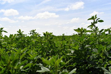 green leaves and blue sky