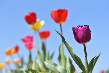 Fototapeta premium Beautiful lilac tulip on a background of blue sky and other tulips