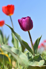 Beautiful lilac tulip on a background of blue sky and other tulips