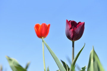Beautiful lilac tulip on a background of blue sky and other tulips
