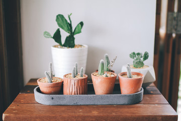Collection of succulents plant in pot on table. Cactus lover Closeup cactus pot is Astrophytum asterias is a species Many small cactus in different shapes and different colors growing in pots