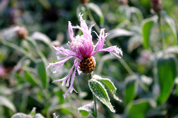 first frosts and frozen pink flower. winter in garden, wildflower field.