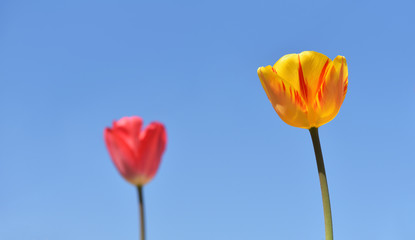 Beautiful yellow tulip on a background of blue sky and other tulips