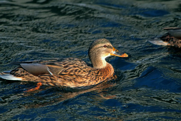 Fototapeta premium duck in water