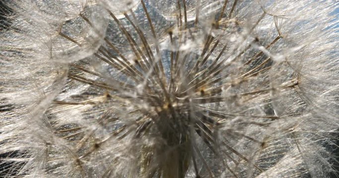 Salsify, Tragopogon pratensis, common name is Jack-go-to-bed-at-noon.. Also named  meadow salsify, showy goat's-beard or meadow goat's-beard.