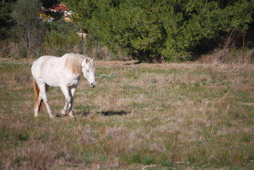 Obraz na płótnie Canvas White Horse in Field Portrait
