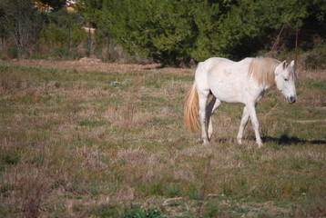 Obraz na płótnie Canvas White Horse in Field Portrait