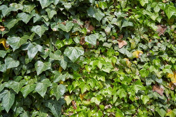 Fototapeta na wymiar Ivy leaf texture, bright and fresh on a sunny day, climbing plant ivy