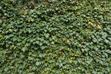 Ivy leaf texture, bright and fresh on a sunny day, climbing plant ivy