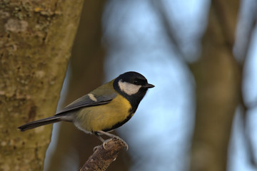Obraz premium Great tit is a small woodland bird, Also can be found in Uk gardens.