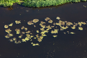 Aerial view of the wetland and water vegetation