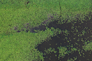 Aerial view of the wetland and water vegetation