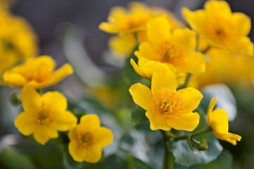 A beautiful bunch of yellow marsh marigold flowers in springtime