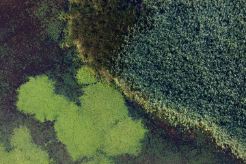 Aerial view of the wetland and water vegetation