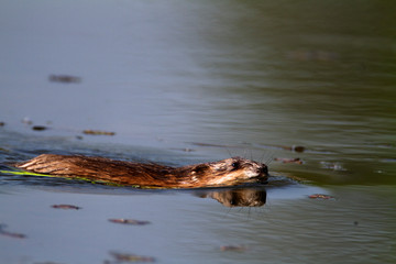 Muskrat swimming on the lake, Crna Mlaka