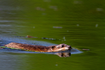 Muskrat swimming on the lake, Crna Mlaka