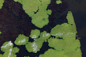 Aerial view of the wetland and water vegetation