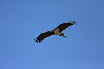 The black storkin flight against blue sky, Crna Mlaka, Croatia