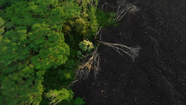 aerial of forest line near fresh lava flow into distance in puna Hawaii