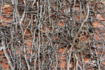 Background texture of completely dry without any leaves densely growing crawler plants on red bricks wall background on warm sunny autumn day