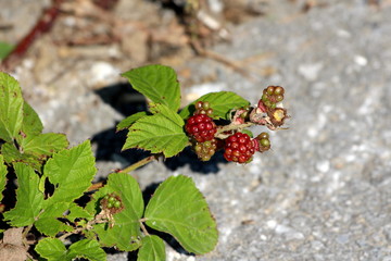 Blackberry red and green ripening edible fruits growing at top of single branch surrounded with leaves on concrete background in local home garden on warm sunny summer day