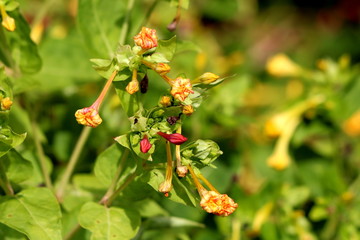 Bunches of Marvel of Peru or Mirabilis jalapa or Four oclock flower or Beauty of the night or Coat of many colours long lived perennial herb plants with closed tubular orange and pink flowers