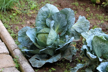 Cabbage or Headed cabbage annual leafy green vegetable crop with large thick dark green leaves growing in local home garden next to stone tiles path surrounded with dry soil and other plants on warm