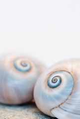 Neverita Duplicata Shark Eye Sea Snail Shell