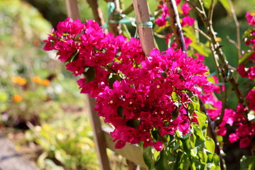 Closeup of Bougainvillea thorny ornamental hardy vine plant with dense colourful pink sepal like bracts which grow around simple white waxy flowers surrounded with alternate simple ovate acuminate