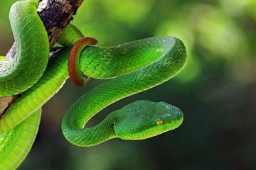 green viper snake, venomous and poisonous snake, trimeresurus albolabris