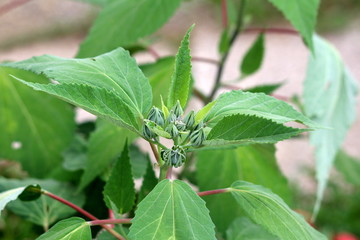 Closeup of Swamp rose mallow or Hibiscus moscheutos or Rose mallow or Crimsoneyed rosemallow or Eastern rosemallow cold hardy perennial wetland flowering plant with multiple closed flower buds