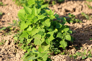 Common bean or Phaseolus vulgaris or Green bean or French bean herbaceous annual plant with light dense green leaves growing in shape od small bush surrounded with dry soil