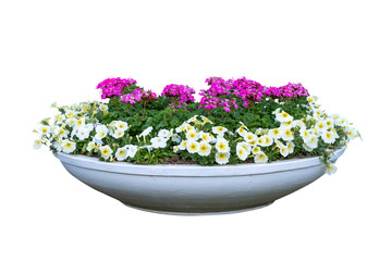 Many beautiful flowers in big pot isolated on white, Clipping path.