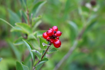 Common honeysuckle or Lonicera periclymenum or Honeysuckle or European honeysuckle or Woodbine vigorous deciduous twining climber flowering plant with bunch of dark red berries