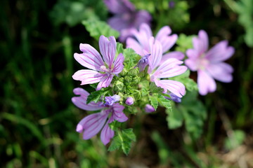 Common mallow or Malva sylvestris or Cheeses or High mallow or Tall mallow spreading herb plant with closed flower buds and bright pinkish purple with dark stripes flowers surrounded with green leaves
