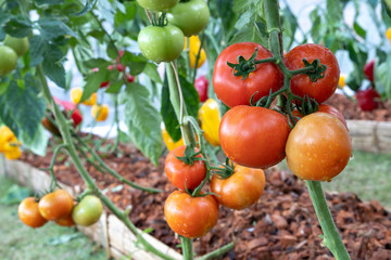 Fresh ripe red tomatoes grown in a greenhouse. Beautiful red ripe hanging on the vine of a tomato plant in the garden.