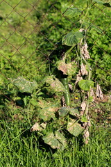 Cucumber or Cucumis sativus creeping vine plant with single long ripe cucumber growing over wire fence in local home garden surrounded with large green leaves starting to shrivel and dry on warm sunny