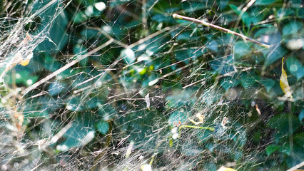 Fototapeta premium Spider web texture on a sunny day. geometric patterns woven by a spider on a green natural background.