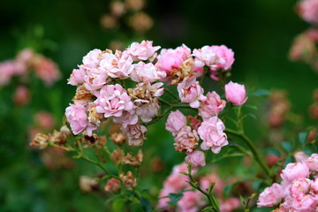 Densely growing cluster of small light pink open blooming and closed shriveled roses surrounded with dark green leaves planted in local home garden on warm sunny summer day