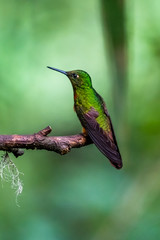 Fototapeta premium Hummingbird(Trochilidae)Flying gems ecuador costa rica panama