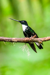 Hummingbird(Trochilidae)Flying gems ecuador costa rica panama