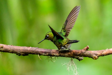 Hummingbird(Trochilidae)Flying gems ecuador costa rica panama