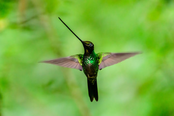 Hummingbird(Trochilidae)Flying gems ecuador costa rica panama